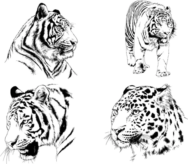 Vektorzeichnungen Zeichnen Verschiedene Raubtiere Tiger Löwen Geparden Und Leoparden Mit — Stockvektor