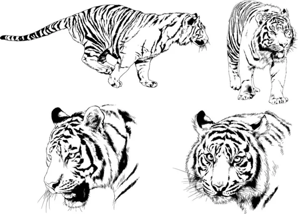 Vektorové Kresby Kreslí Různé Dravce Tygry Lvy Gepardy Leopardy Jsou — Stockový vektor
