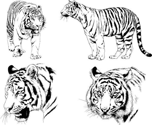 Dessins Vectoriels Croquis Différents Prédateurs Tigres Lions Guépards Léopards Sont — Image vectorielle