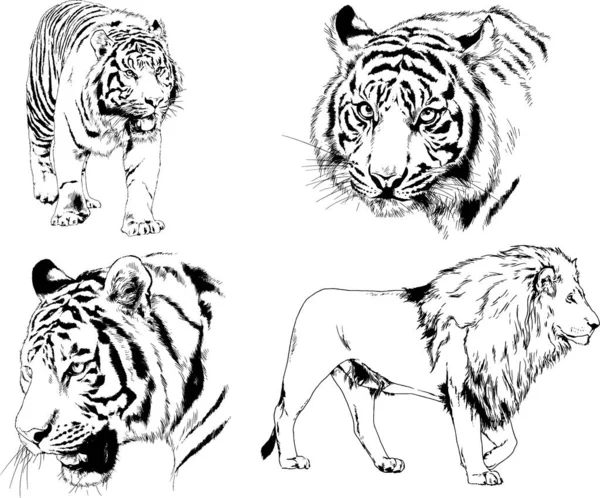 Desenhos Vetoriais Esboços Predador Diferente Tigres Leões Chitas Leopardos São —  Vetores de Stock