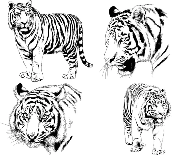 Dessins Vectoriels Croquis Différents Prédateurs Tigres Lions Guépards Léopards Sont — Image vectorielle