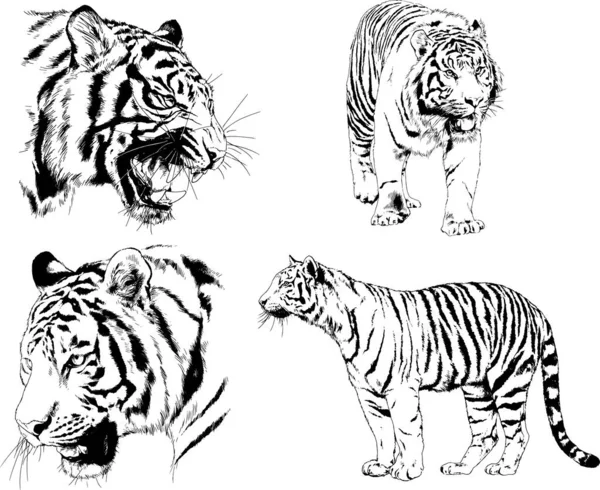 Vektortegninger Tegner Forskjellige Rovdyr Tigre Løver Geparder Leoparder Tegnes Blekk – stockvektor