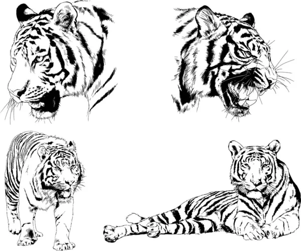 Dibujos Vectoriales Bocetos Diferentes Depredadores Tigres Leones Guepardos Leopardos Dibujan — Vector de stock