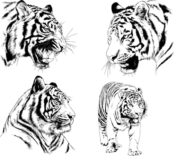 Dibujos Vectoriales Bocetos Diferentes Depredadores Tigres Leones Guepardos Leopardos Dibujan — Vector de stock