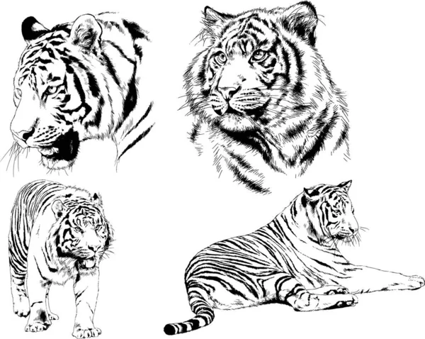 Dibujos Vectoriales Bocetos Diferentes Depredadores Tigres Leones Guepardos Leopardos Dibujan — Vector de stock