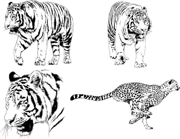 Vektorritningar Skissar Olika Rovdjur Tigrar Lejon Geparder Och Leoparder Ritas — Stock vektor