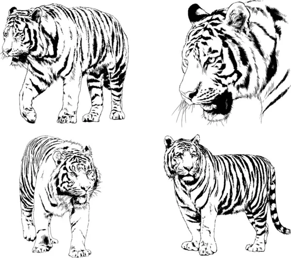 Vector Drawings Sketches Different Predator Tigers Lions Cheetahs Leopards Drawn — Stock Vector