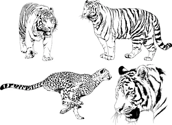 矢量画素描不同的掠食者 猎豹和豹都是用墨水手绘的 没有背景的物体 — 图库矢量图片
