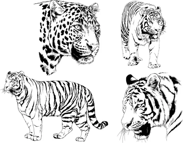 Dibujos Vectoriales Bocetos Diferentes Depredadores Tigres Leones Guepardos Leopardos Dibujan — Vector de stock