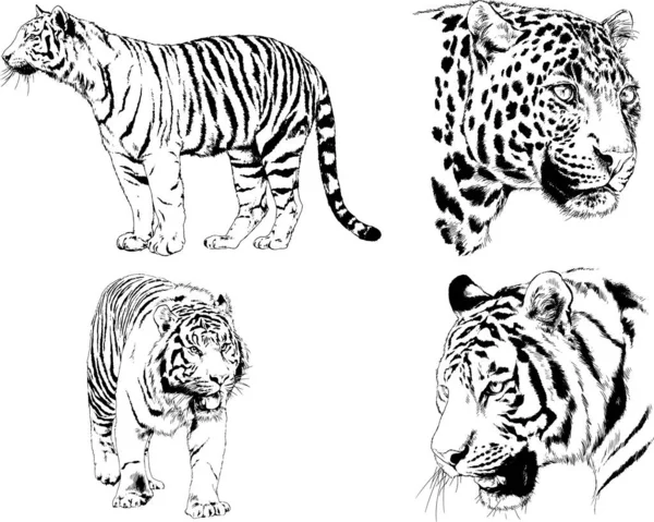 Vector Drawings Sketches Different Predator Tigers Lions Cheetahs Leopards Drawn — 스톡 벡터