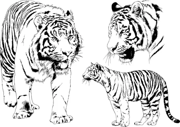 Vector Drawings Sketches Different Predator Tigers Lions Cheetahs Leopards Drawn — Stock Vector