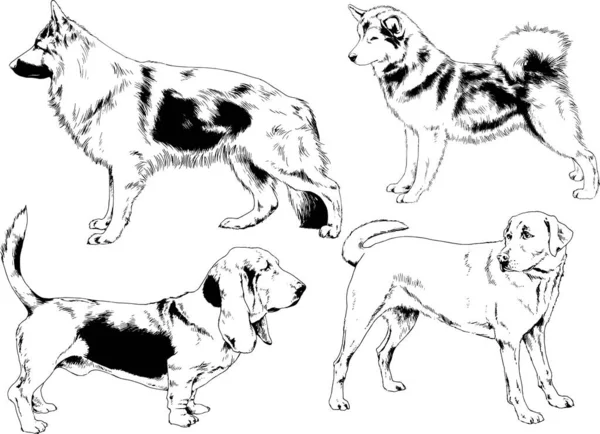 Desenhos Vetoriais Esboça Cães Pedigree Nas Prateleiras Desenhadas Tinta Mão — Vetor de Stock