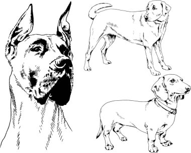 vektör çizim cins köpekler mürekkeple elle çizilmiş raflar içinde skeçler, arka plan ile obje