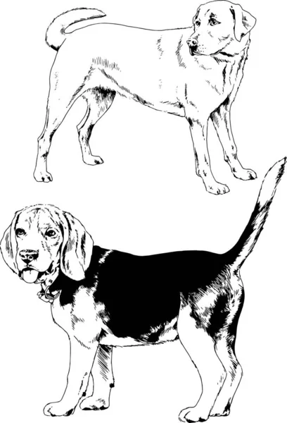 Dibujos Vectoriales Bocetos Pedigrí Perros Los Bastidores Dibujados Tinta Mano — Vector de stock