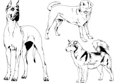 vektör çizim cins köpekler mürekkeple elle çizilmiş raflar içinde skeçler, arka plan ile obje