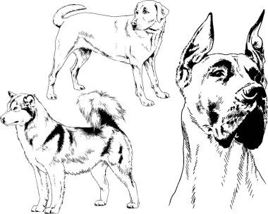 vektör çizim cins köpekler mürekkeple elle çizilmiş raflar içinde skeçler, arka plan ile obje