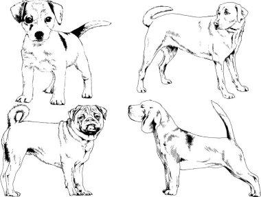 vektör çizim cins köpekler mürekkeple elle çizilmiş raflar içinde skeçler, arka plan ile obje