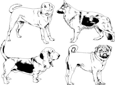 vektör çizim cins köpekler mürekkeple elle çizilmiş raflar içinde skeçler, arka plan ile obje
