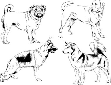 vektör çizim cins köpekler mürekkeple elle çizilmiş raflar içinde skeçler, arka plan ile obje