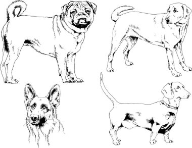 vektör çizim cins köpekler mürekkeple elle çizilmiş raflar içinde skeçler, arka plan ile obje