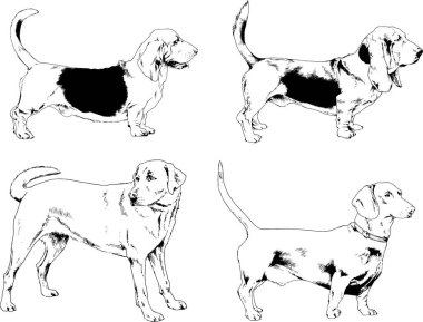 vektör çizim cins köpekler mürekkeple elle çizilmiş raflar içinde skeçler, arka plan ile obje