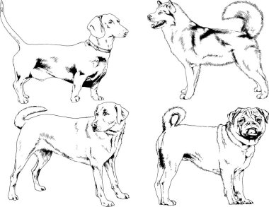 vektör çizim cins köpekler mürekkeple elle çizilmiş raflar içinde skeçler, arka plan ile obje