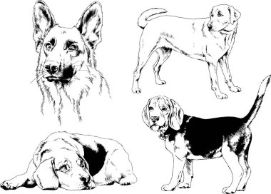 vektör çizim cins köpekler mürekkeple elle çizilmiş raflar içinde skeçler, arka plan ile obje