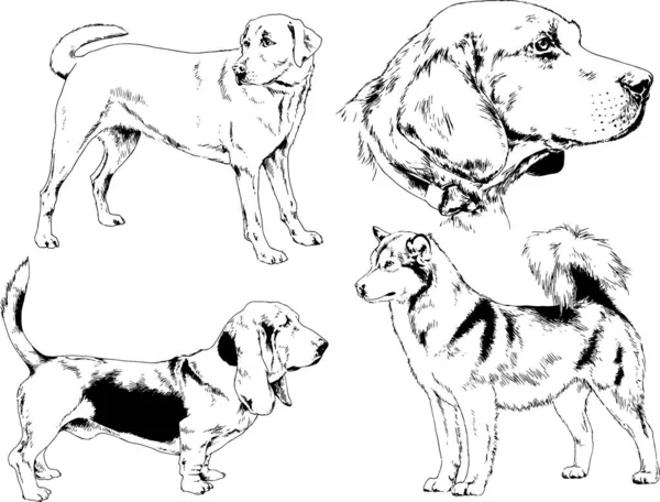 Desenhos Vetoriais Esboça Cães Pedigree Nas Prateleiras Desenhadas Tinta Mão — Vetor de Stock