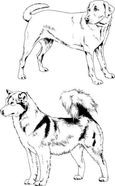 Desenhos Vetoriais Esboça Cães Pedigree Nas Prateleiras Desenhadas Tinta Mão —  Vetores de Stock