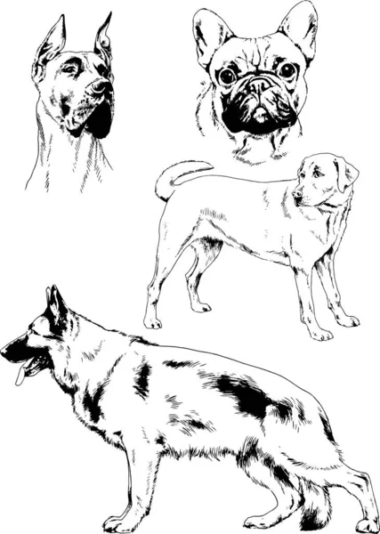 Dessins Vectoriels Croquis Chiens Pedigree Dans Les Supports Dessinés Encre — Image vectorielle