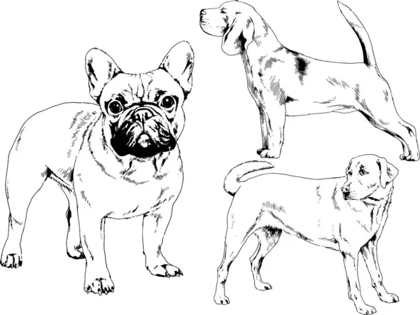 Disegni Vettoriali Schizzi Cani Pedigree Nei Rack Disegnati Inchiostro Mano — Vettoriale Stock