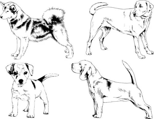 Desenhos Vetoriais Esboça Cães Pedigree Nas Prateleiras Desenhadas Tinta Mão — Vetor de Stock