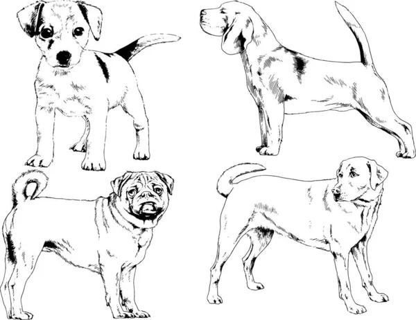 Dibujos Vectoriales Bocetos Pedigrí Perros Los Bastidores Dibujados Tinta Mano — Archivo Imágenes Vectoriales