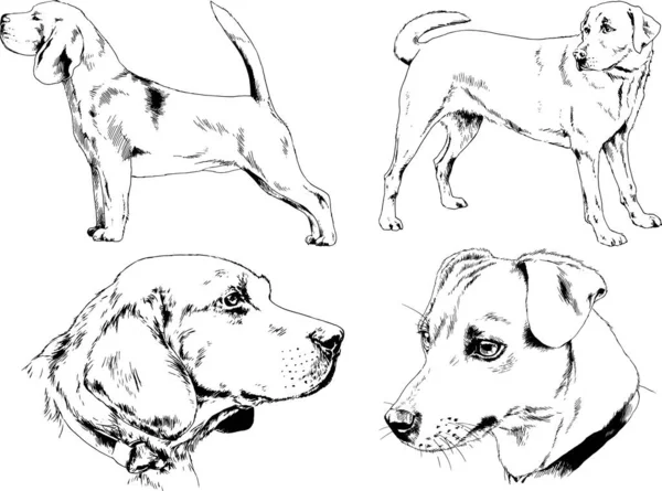 Dessins Vectoriels Croquis Chiens Pedigree Dans Les Supports Dessinés Encre — Image vectorielle