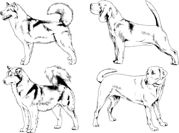 Dibujos Vectoriales Bocetos Pedigrí Perros Los Bastidores Dibujados Tinta Mano — Archivo Imágenes Vectoriales