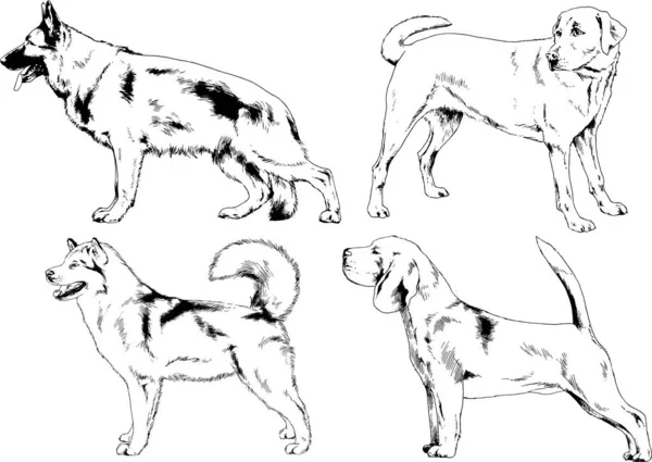 Desenhos Vetoriais Esboça Cães Pedigree Nas Prateleiras Desenhadas Tinta Mão —  Vetores de Stock