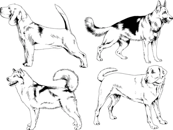 Desenhos Vetoriais Esboça Cães Pedigree Nas Prateleiras Desenhadas Tinta Mão —  Vetores de Stock