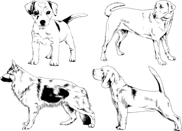 Dessins Vectoriels Croquis Chiens Pedigree Dans Les Supports Dessinés Encre — Image vectorielle