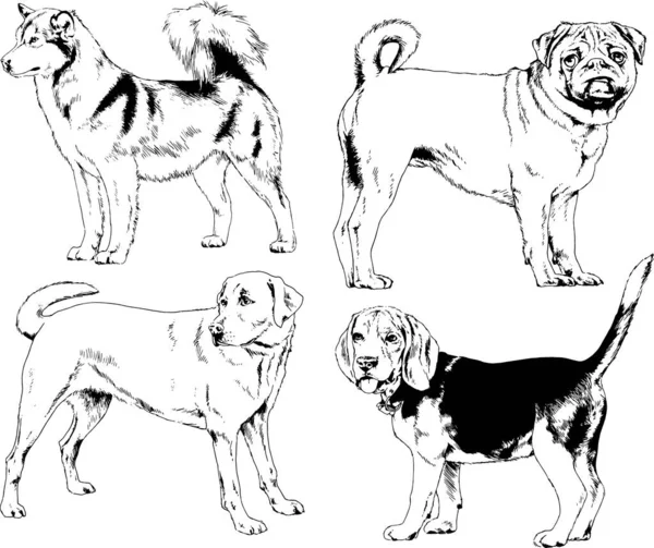 Dibujos Vectoriales Bocetos Pedigrí Perros Los Bastidores Dibujados Tinta Mano — Archivo Imágenes Vectoriales