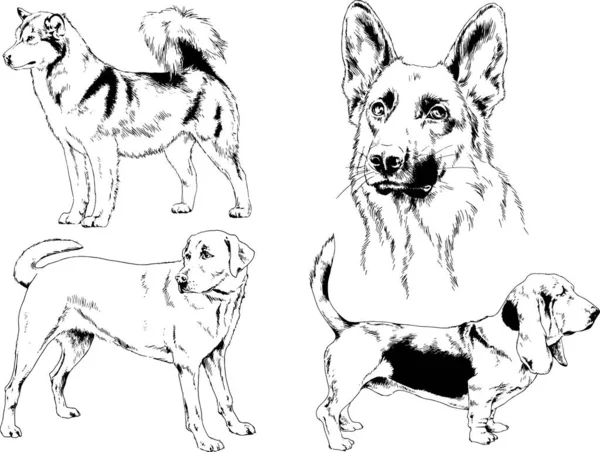 Desenhos Vetoriais Esboça Cães Pedigree Nas Prateleiras Desenhadas Tinta Mão —  Vetores de Stock