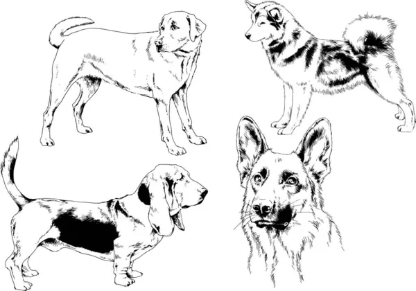 Desenhos Vetoriais Esboça Cães Pedigree Nas Prateleiras Desenhadas Tinta Mão —  Vetores de Stock