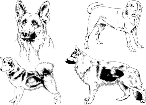 Dibujos Vectoriales Bocetos Pedigrí Perros Los Bastidores Dibujados Tinta Mano — Archivo Imágenes Vectoriales