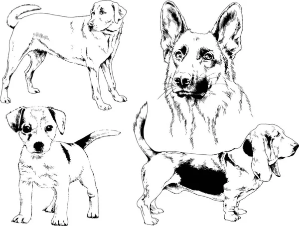 Dessins Vectoriels Croquis Chiens Pedigree Dans Les Supports Dessinés Encre — Image vectorielle