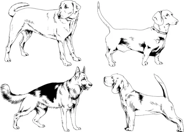 Dibujos Vectoriales Bocetos Pedigrí Perros Los Bastidores Dibujados Tinta Mano — Archivo Imágenes Vectoriales