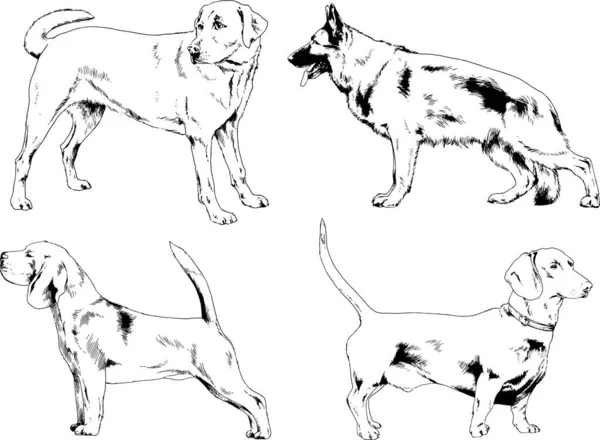 Desenhos Vetoriais Esboça Cães Pedigree Nas Prateleiras Desenhadas Tinta Mão — Vetor de Stock