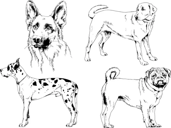 Gambar Vektor Sketsa Anjing Silsilah Rak Yang Digambar Dengan Tinta - Stok Vektor