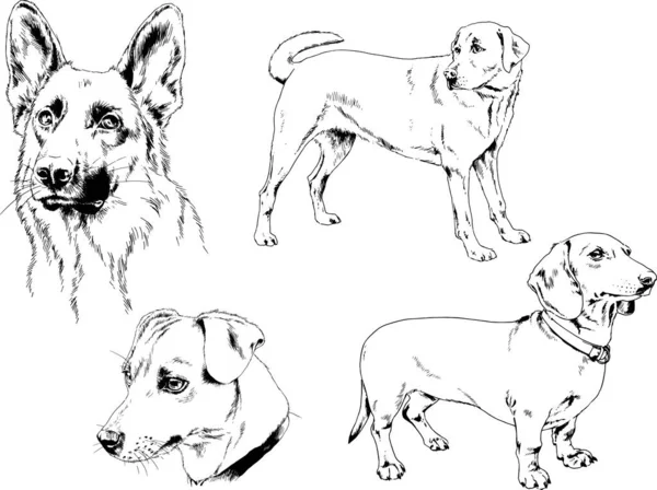 Dessins Vectoriels Croquis Chiens Pedigree Dans Les Supports Dessinés Encre — Image vectorielle