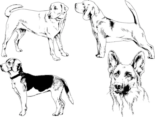 ベクター描画インクで手書きのラックの血統の犬をスケッチ 背景がないオブジェクト — ストックベクタ