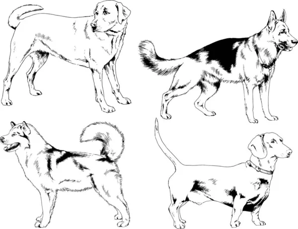 Dibujos Vectoriales Bocetos Pedigrí Perros Los Bastidores Dibujados Tinta Mano — Vector de stock