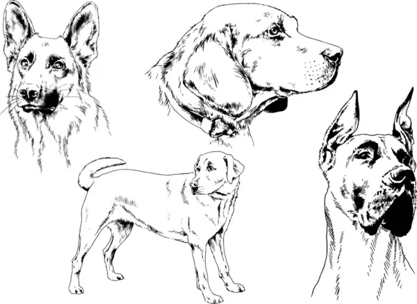 Dibujos Vectoriales Bocetos Pedigrí Perros Los Bastidores Dibujados Tinta Mano — Archivo Imágenes Vectoriales